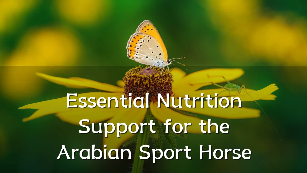 Essential Nutrition Support for the Arabian Sport Horse