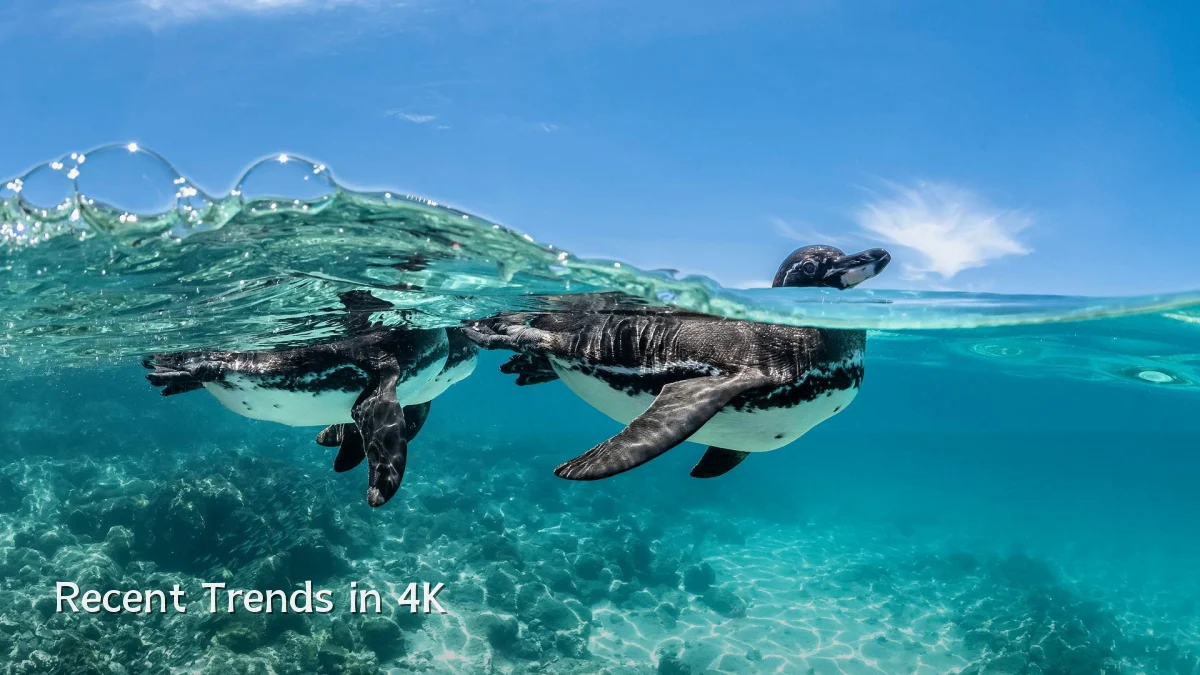 Recent Trends in 4K